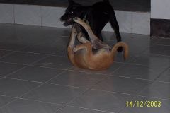 thailand_-2003-019_std