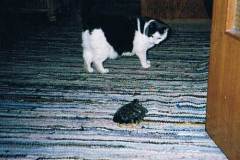 catturtle