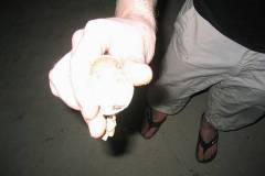 img_7978_std